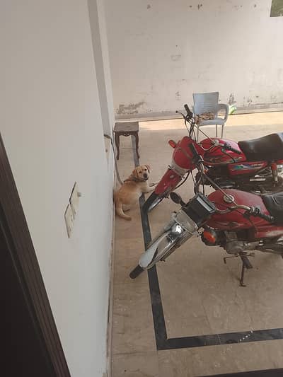 good and nice apple face dog nice price Whatsapp num 03008408524