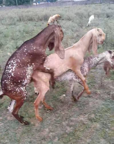 SALE SALE SALE CHOOSE THE GOAT AND contact  PRICE Is reasonable