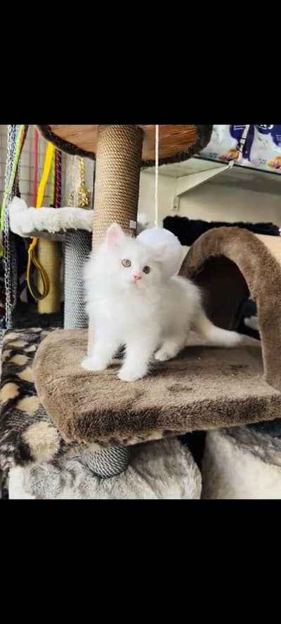 persian cat for sale MywatsapppNumber 0309-37-13-771