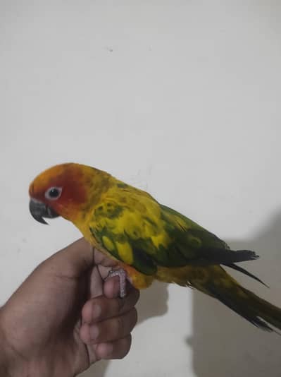 sun conure handtamed