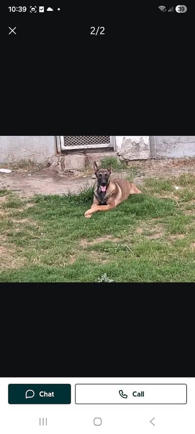 belgian malinois