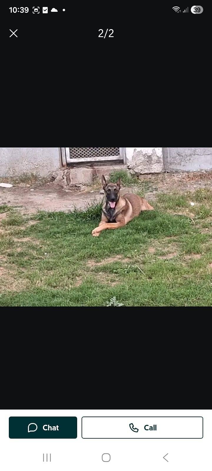 belgian malinois 0