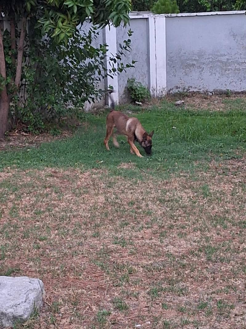 belgian malinois 1