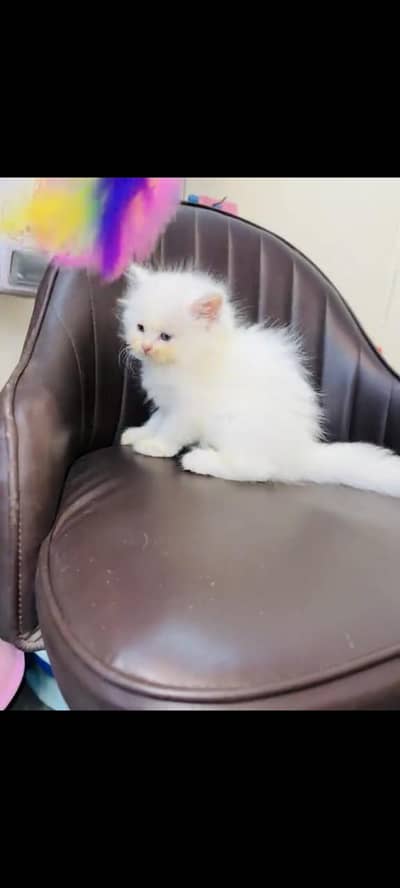 persian cat for sale MywatsapppNumber 0309-37-13-771