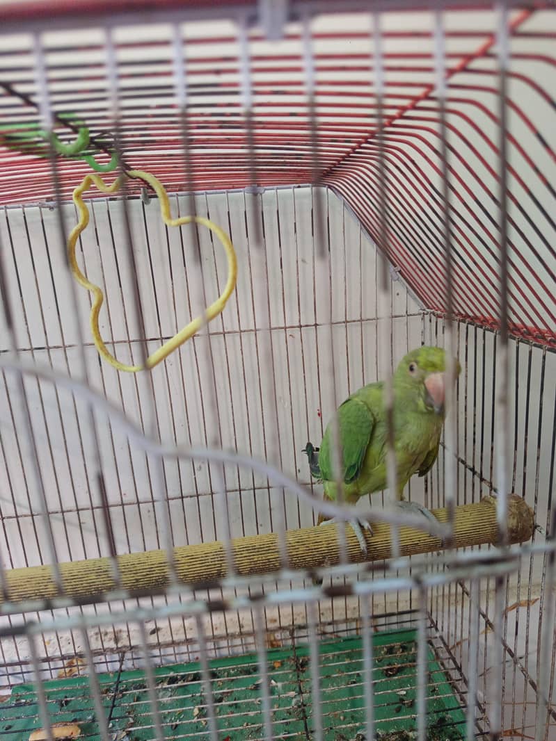 parrot 0