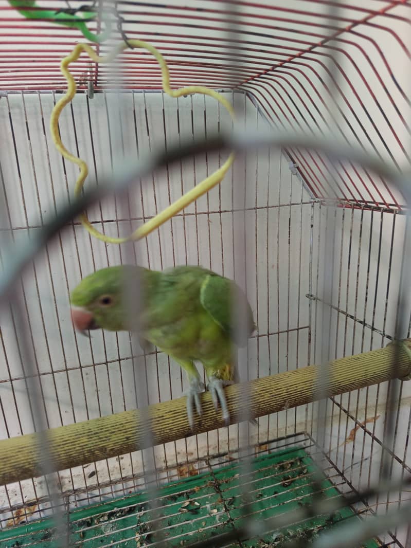 parrot 1