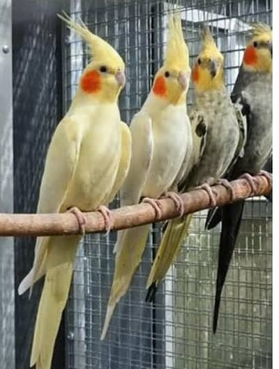 cocktail breeding pier