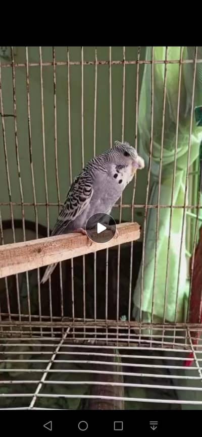 All Astraliian budgies