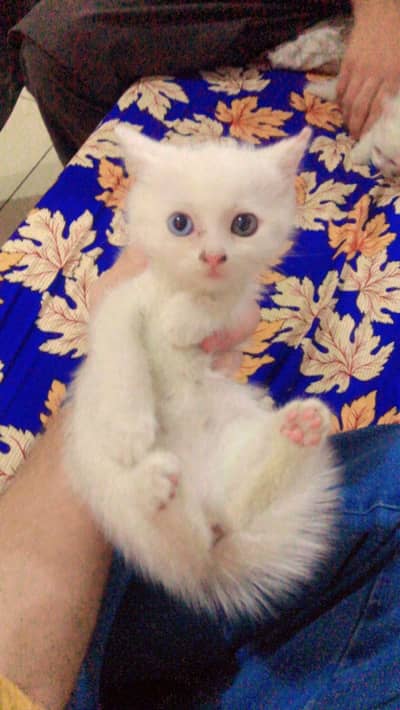 peersion literally urgent sale @03413780059