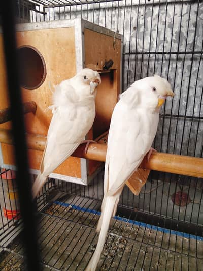 beautiful Albino hogoromo pair for sale