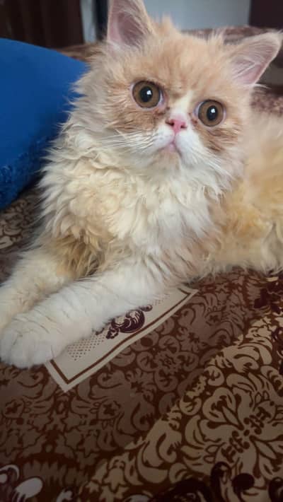 punch face cat