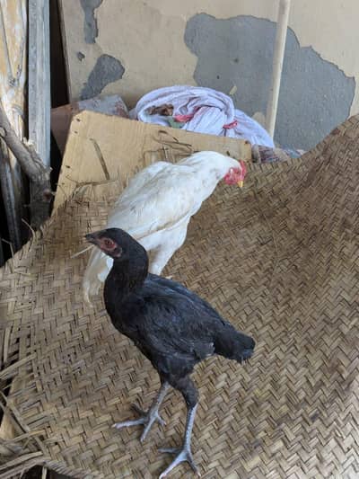 Heera chikes for sale urgent Black mirge kali noke nali ma or white he