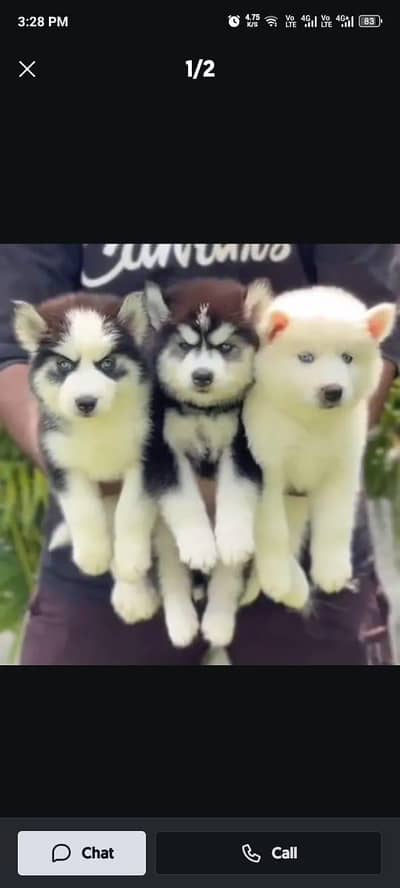 Seberian Husky for sale