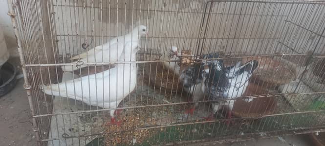 سیال کوٹی جوڑا اور پٹی والا جوڑا 1 پٹی والون کا بچہ بی ھے