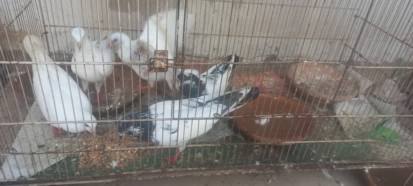 سیال کوٹی جوڑا اور پٹی والا جوڑا 1 پٹی والون کا بچہ بی ھے 1