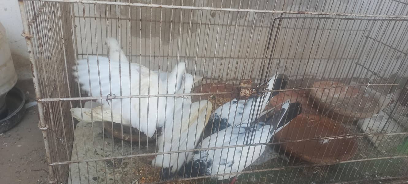 سیال کوٹی جوڑا اور پٹی والا جوڑا 1 پٹی والون کا بچہ بی ھے 2