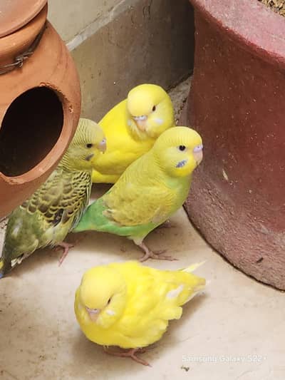 selling budgies 500 per piece