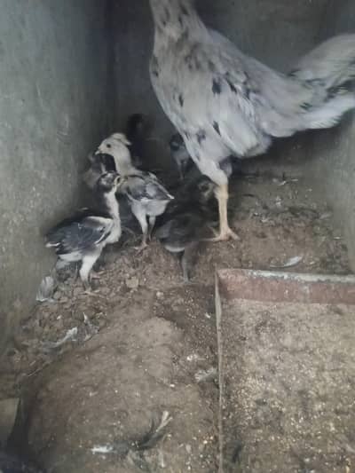 aseel chicks available 30 days ke han jis ko chahiye vo rabta kere