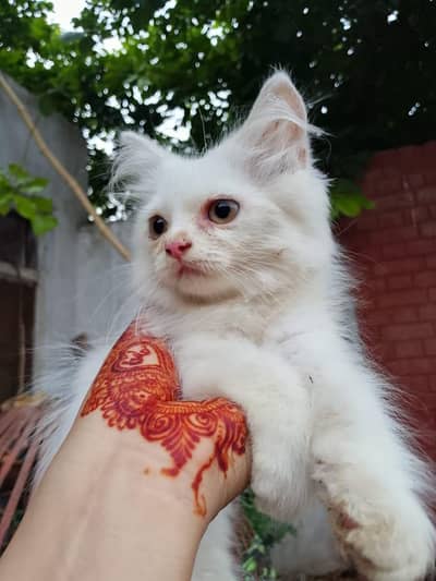 Persian cats