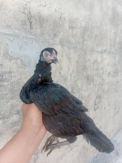 for sale