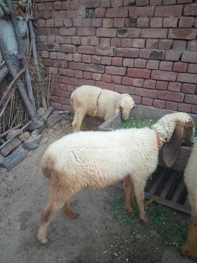 female sheep with aik male do month kids for sale