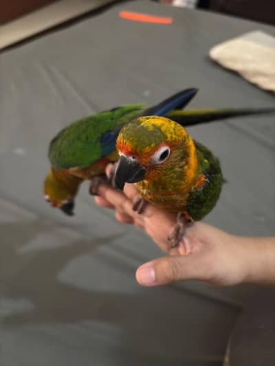 sun conure handtame