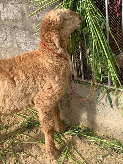 Selling 3 Months Sheep Double Haddi