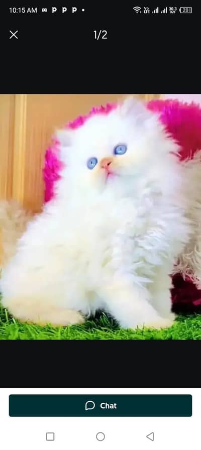 Persian cat for sale My whatapp number 03-09-37-13-694