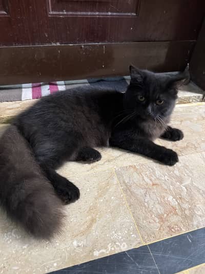 4 month old cat for sale