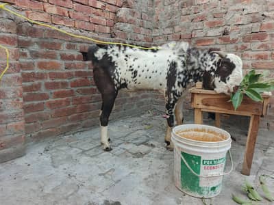 Bakra