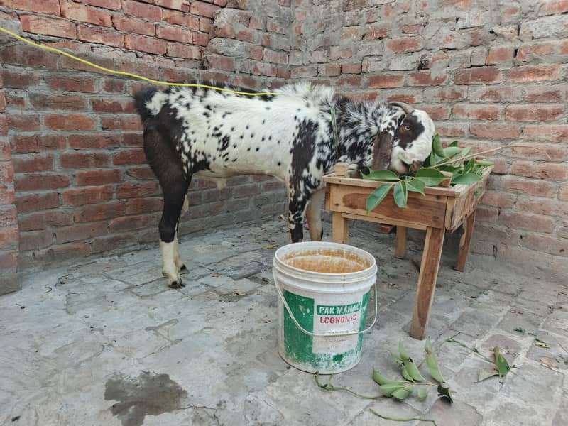 Bakra 1