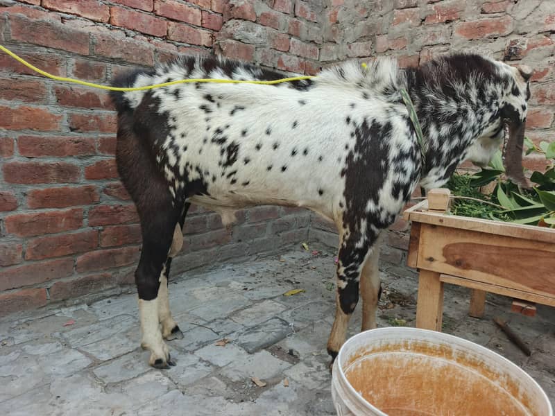 Bakra 2