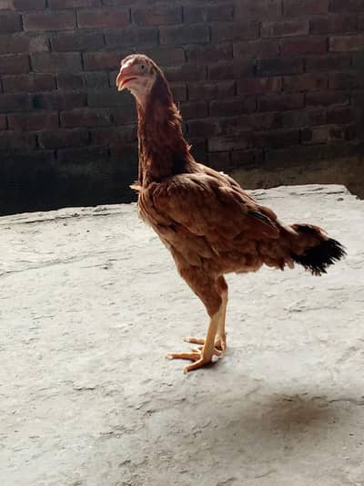mian wali aseel hen pure home breeding hen 10 by 10