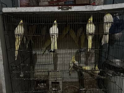 Cockatiel breeders pairs