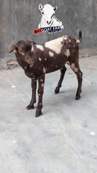 ajraki tedda/teddy/bakra/goat/kid/gulabi/qurbani/2027/for sale/sheep