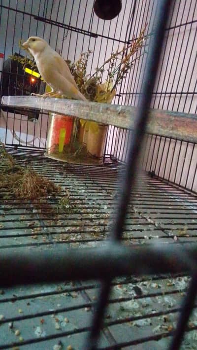 water Canary bird Sialkot Punjab