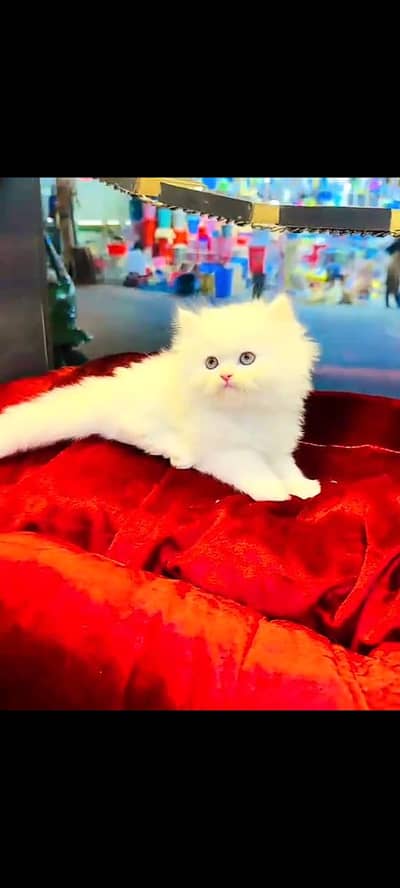 Persian cat for sale My whatapp number 03-09-37-13-694