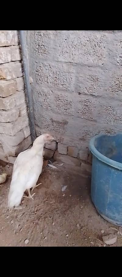 Heera Aseel pair for sale Madi ka sat 5chicks be ha
