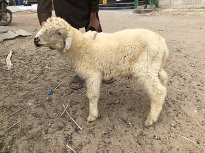 Dumba male for sale