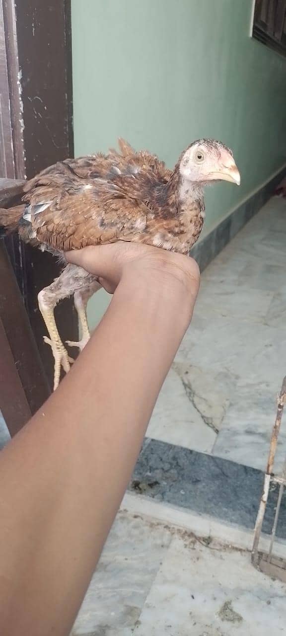 Tahami 0