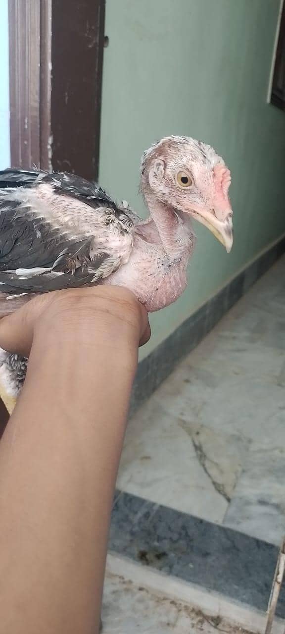 Tahami 1