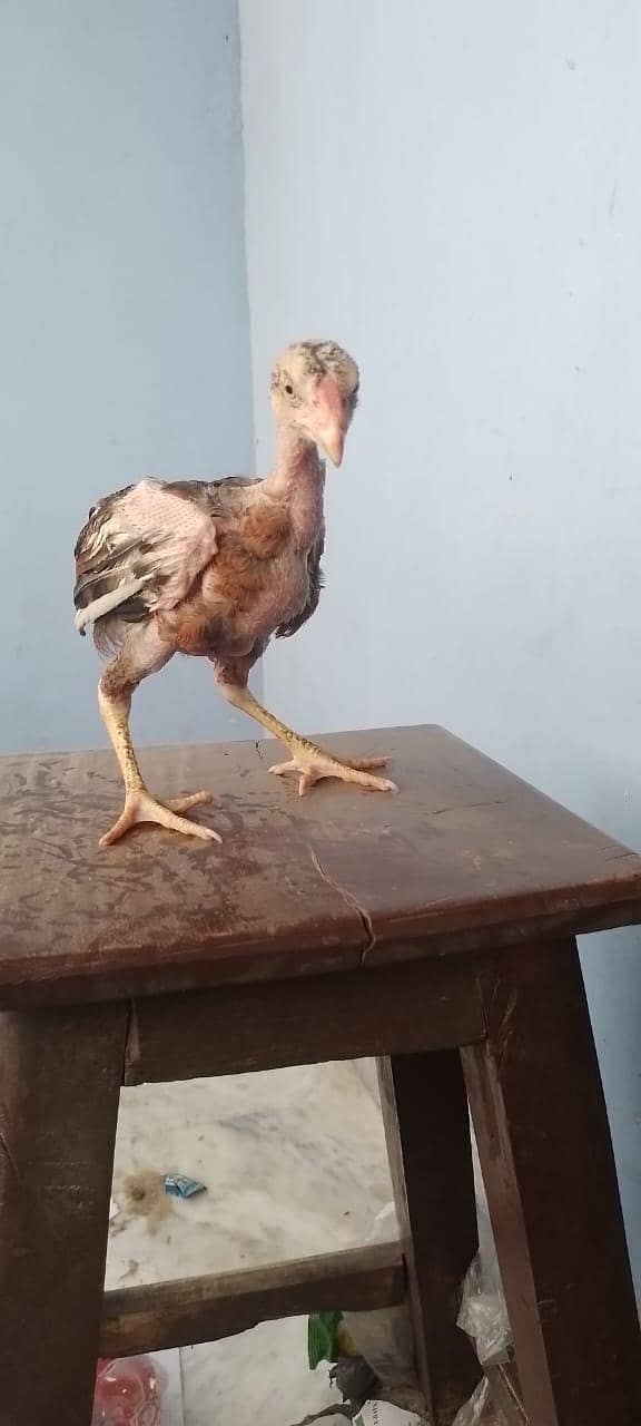 Tahami 7