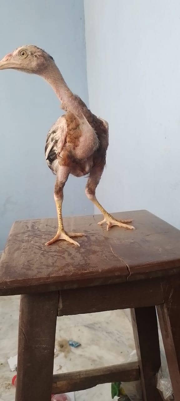 Tahami 8