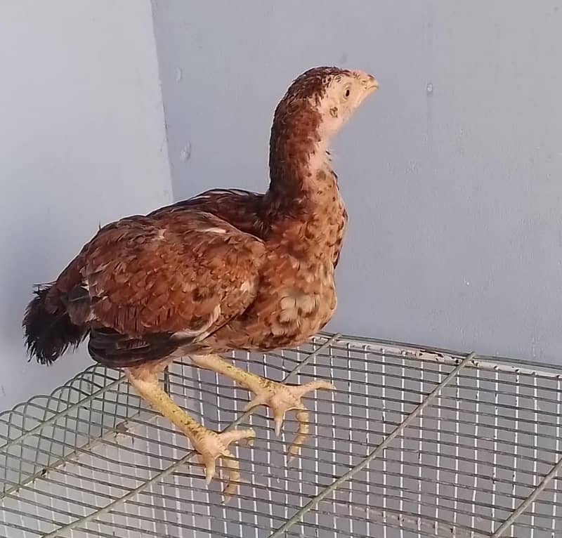 Tahami 18