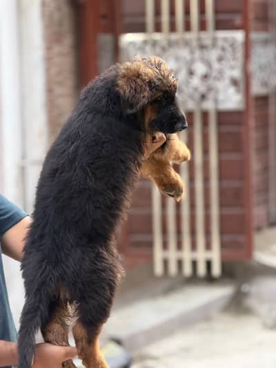 German shepherd