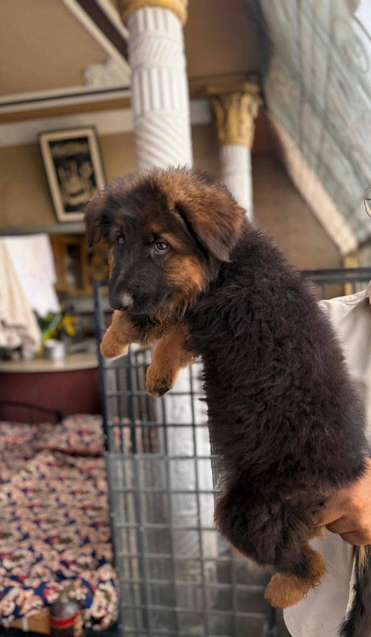 German shepherd 4