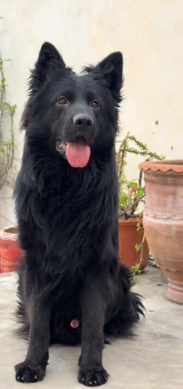German shepherd 5