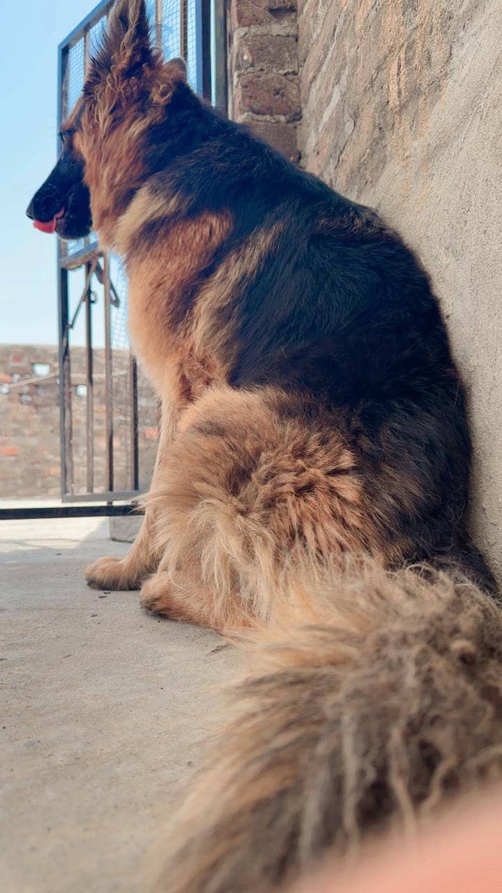 German shepherd 7