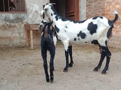 goat with female path for sale