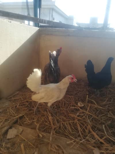 Japanese Hen